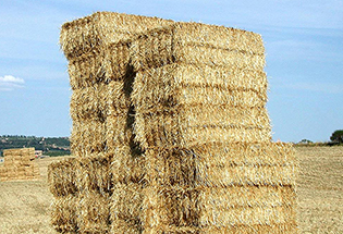Satılık 1000 Saman Balyası