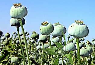 Satılık 1 Ton Haşhaş