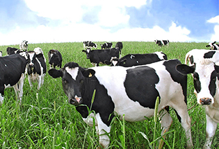 Satılık Adet Holstein İnek