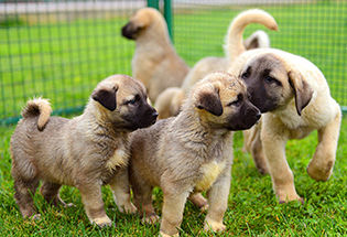Satılık 1 Aylık Kangal Yavrusu Koyun Köpeği