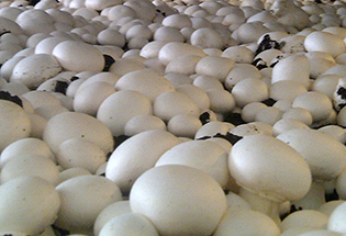 Satılık 200 Kilo Mantar