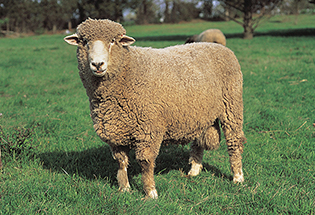 Satılık 30 Adet Damızlık Merinos Cinsi Koyun