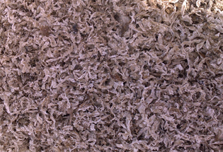 Satılık 3000 Ton Yaş Paket Küspe