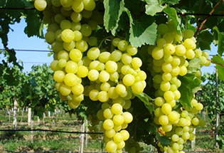 Satılık 250 Ton Süperyol Üzüm