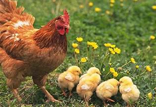 20-25 Tane Yumurta Tavuğu Aranıyor