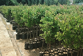 Satılık 2500 Adet Fındık Fidanı