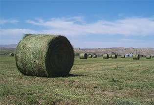 Satılık 50 Ton Rulo Yonca Balyası