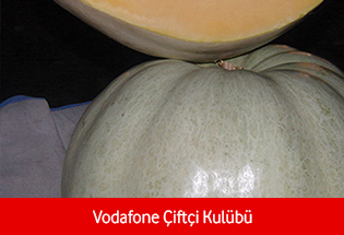 Satılık 15 Ton Mantaş Kabağı